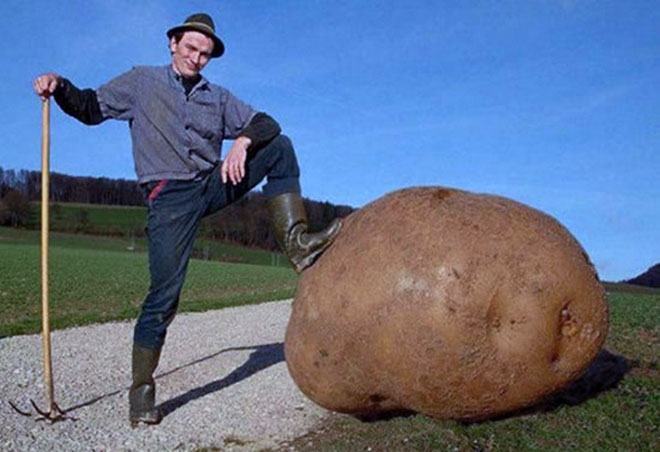 giant-potato