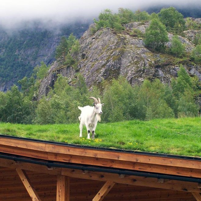Goat on a Green Roof