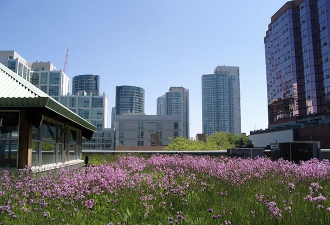 MEC’s green roof