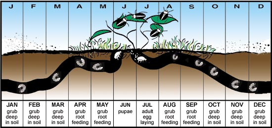 Life Cycle of Japanese Beetles