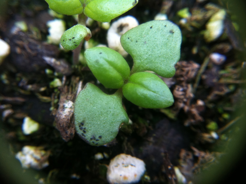 肉桂滚球盘豆芽
