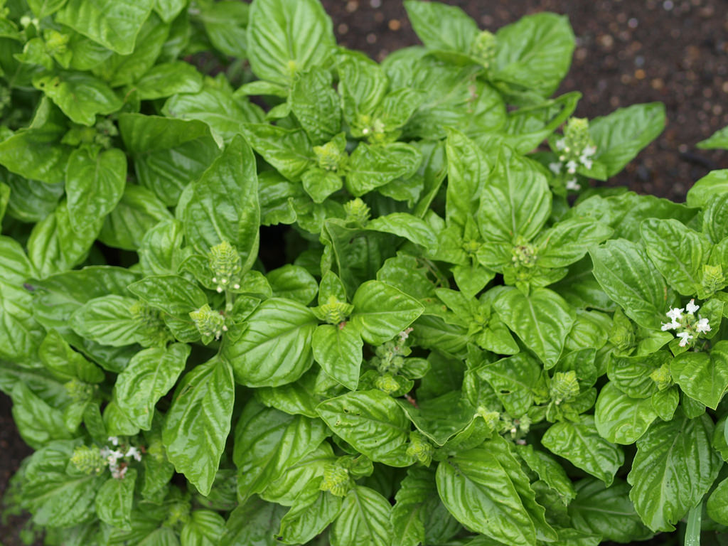 Genovese. Basil.