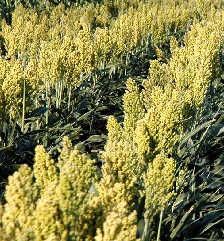 植物高粱覆盖
