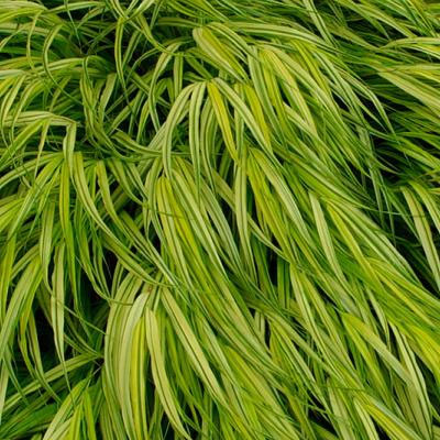 Japanese Forest Grass