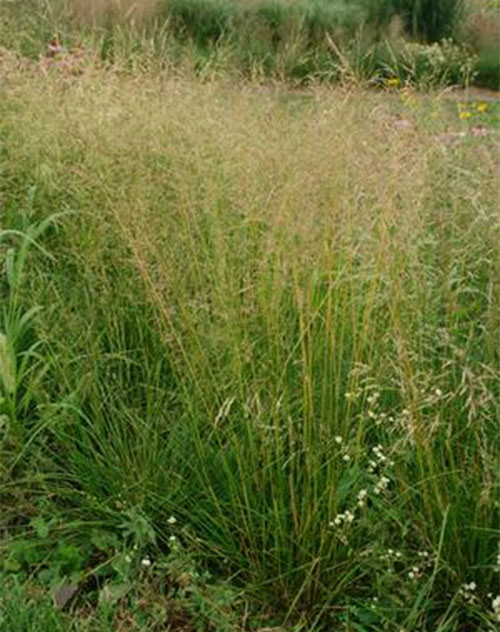 Hair Grass