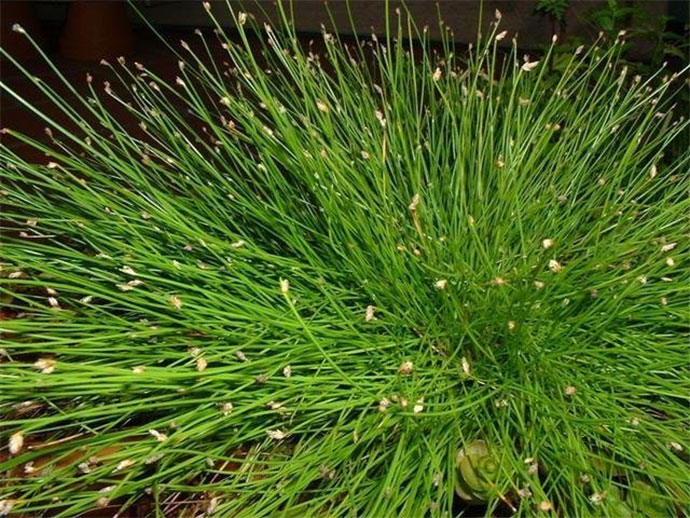 Fiber Optic Grass