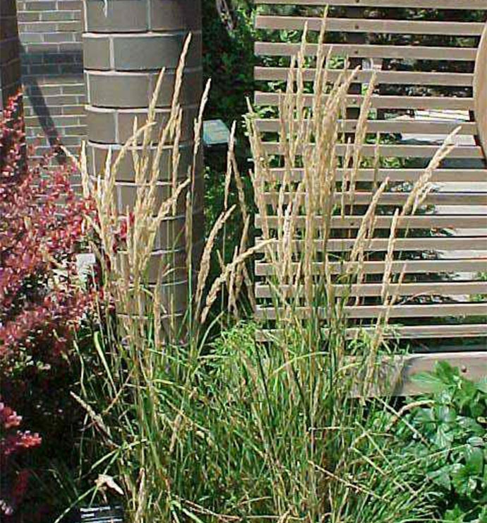 Feather Reed Grass