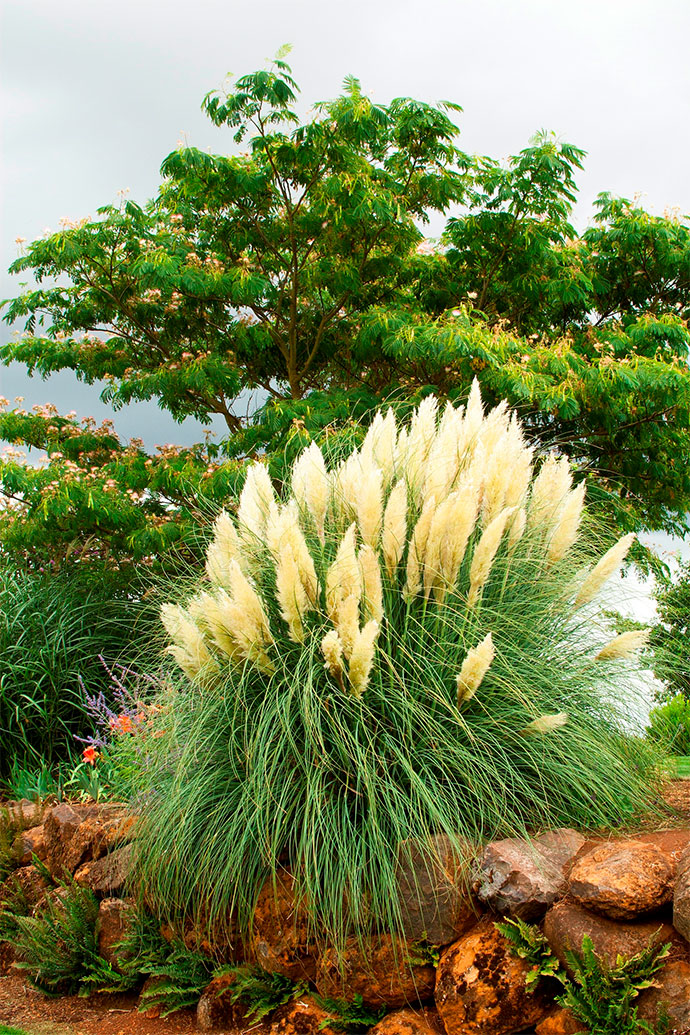 Dwarf Pampas Grass