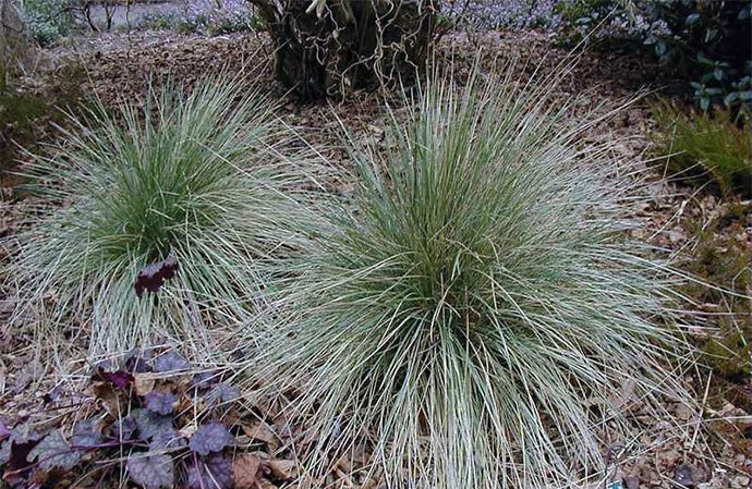Blue Oat Grass