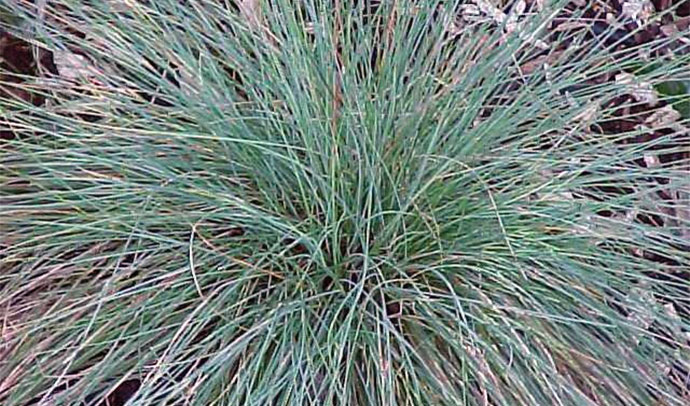 Blue Fescue