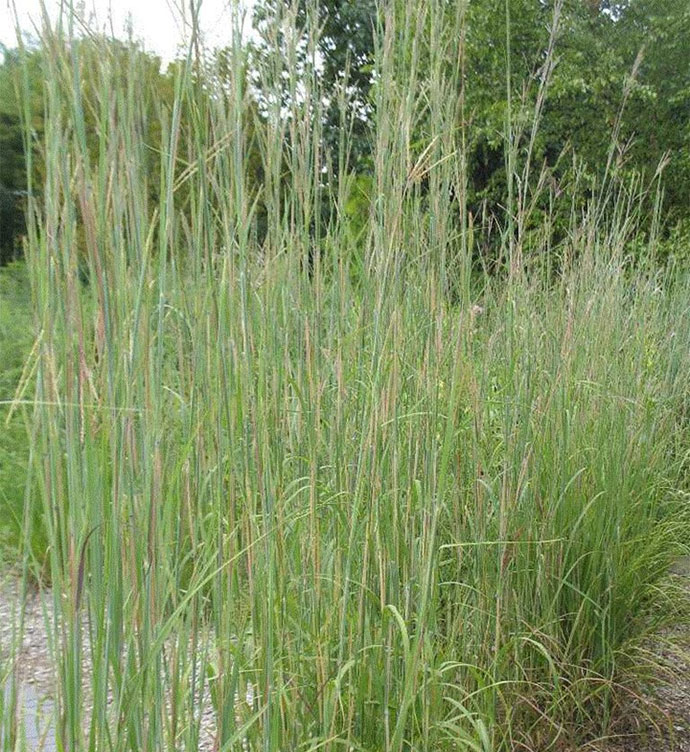 Big Bluestem