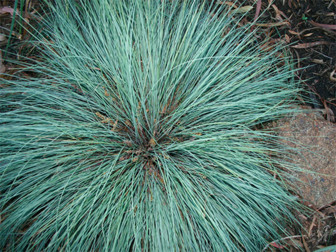 Australian Silver Rush