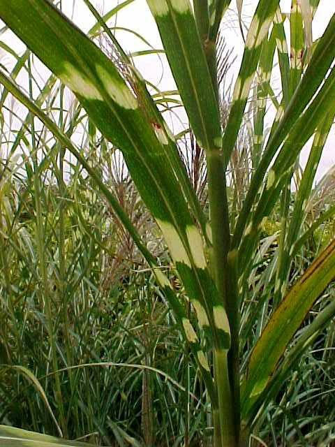 Zebra Grass
