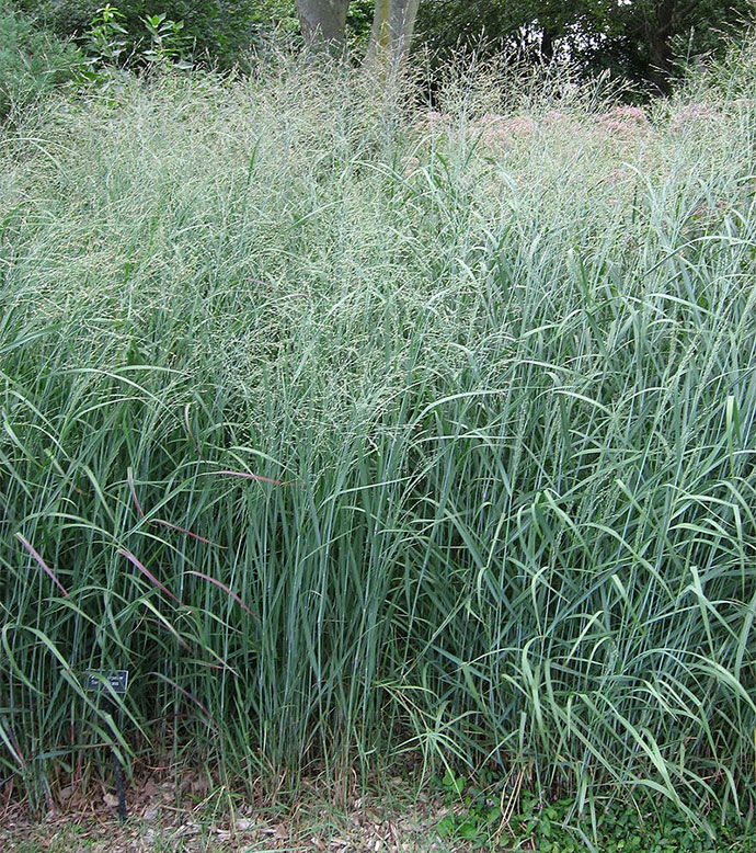 Switchgrass