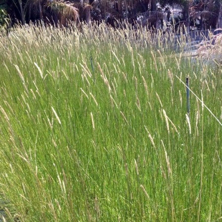 Slender Veldt Grass