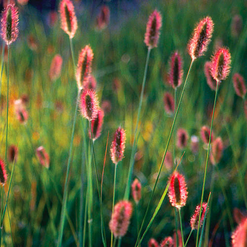Red Bunny Tails