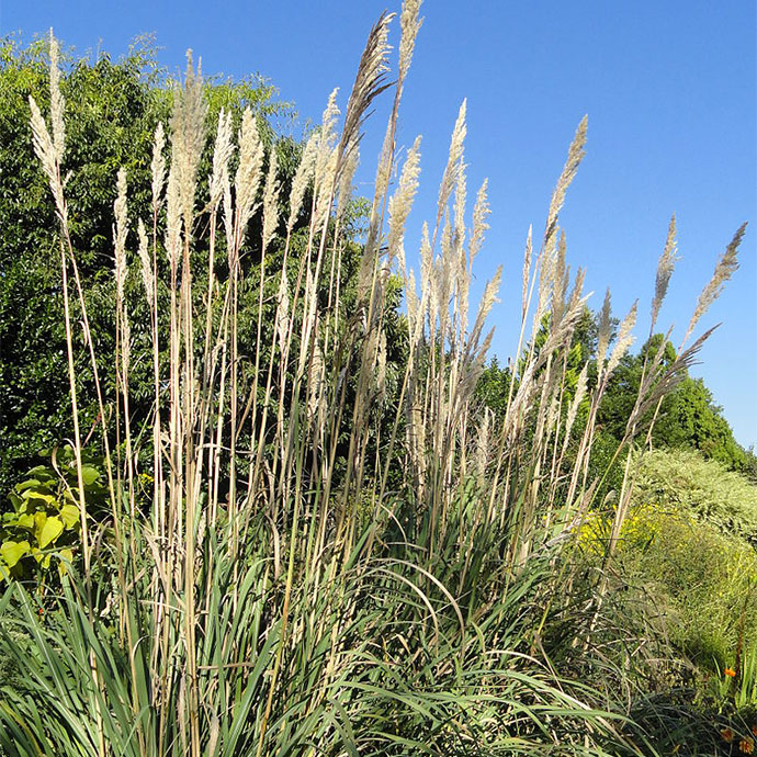 Ravenna Grass