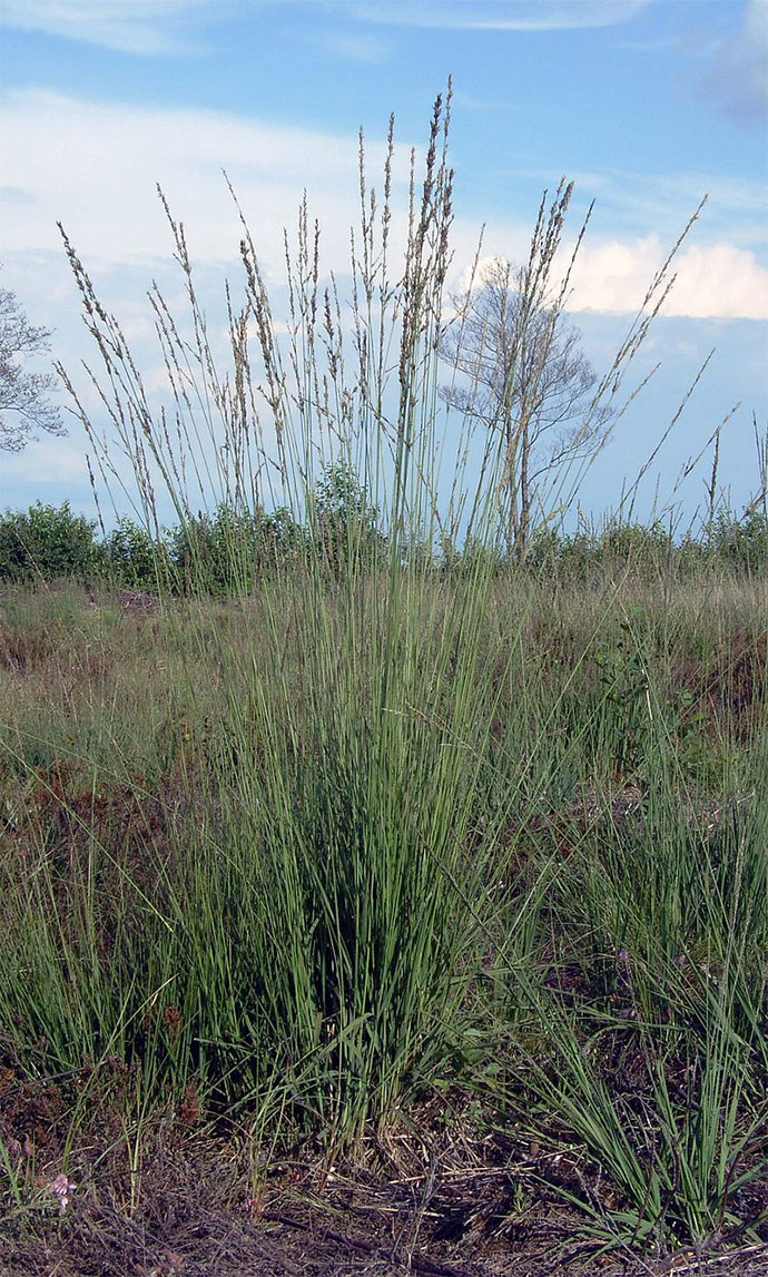 Purple Moor Grass
