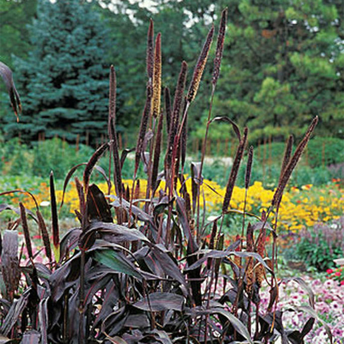 Purple Millet