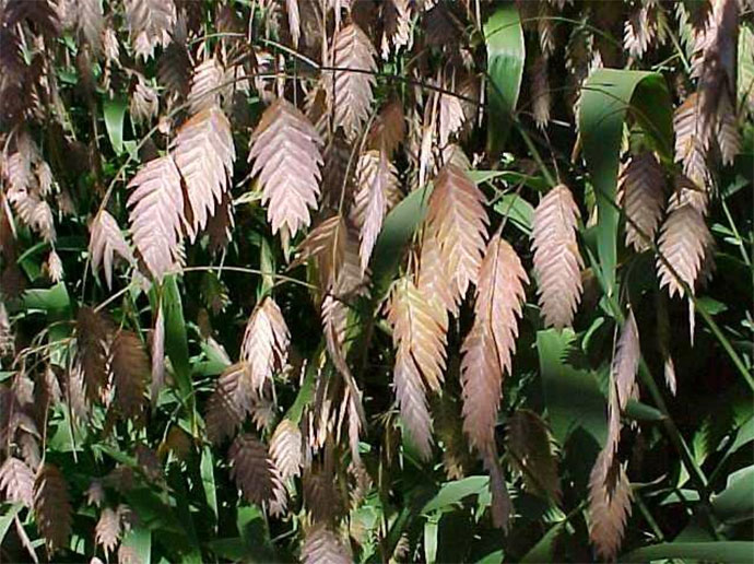 Northern Sea Oats