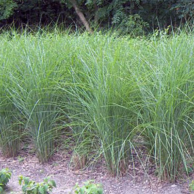 Maiden Grass
