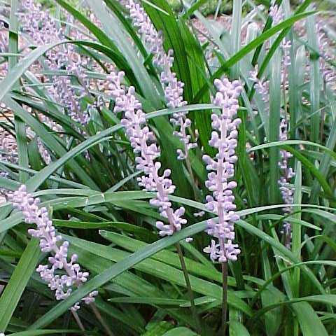 Liriope