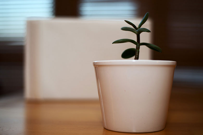 Jade Plant Care, Pruning, Soil, and Propagation Epic Gardening