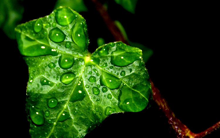 English Ivy Hedera Helix Care Guide