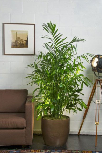 Bamboo Palm