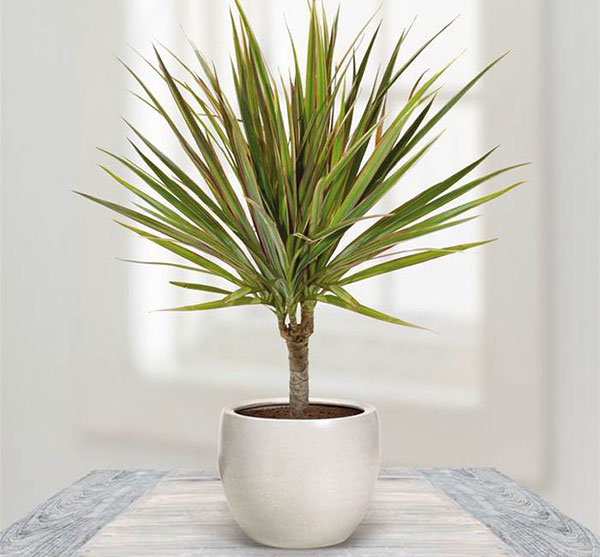 Madagascar Dragon Tree