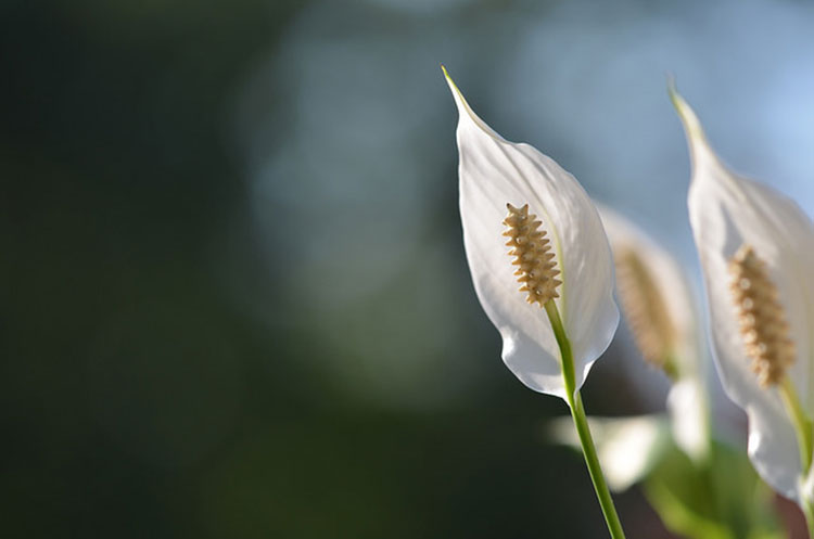 White Sail Plant