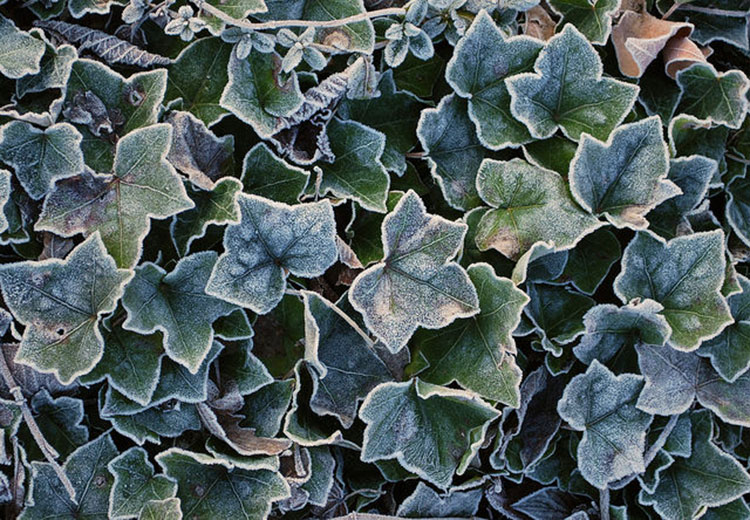 Hedera Helix Helix