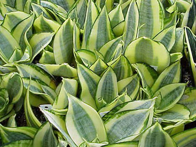 Sansevieria trifasciata 'Golden Hahnii'