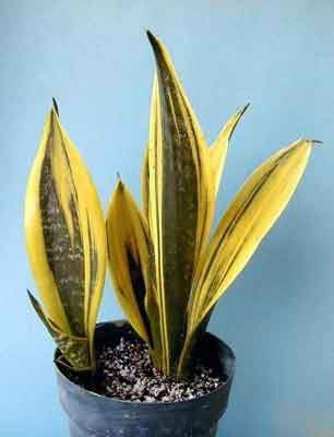 Sansevieria trifasciata 'Golden Flame'