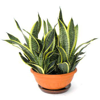 Sansevieria trifasciata 'Futura Superba'