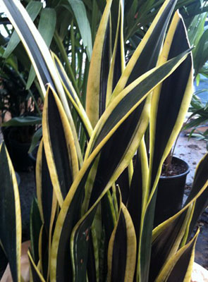 Sansevieria trifasciata 'Black Gold'
