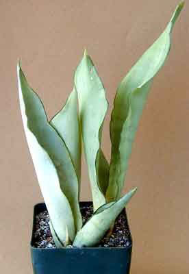 Sansevieria trifasciata 'Moonshine'
