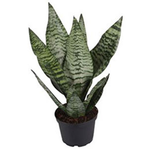 Sansevieria trifasciata 'Futura Robusta'