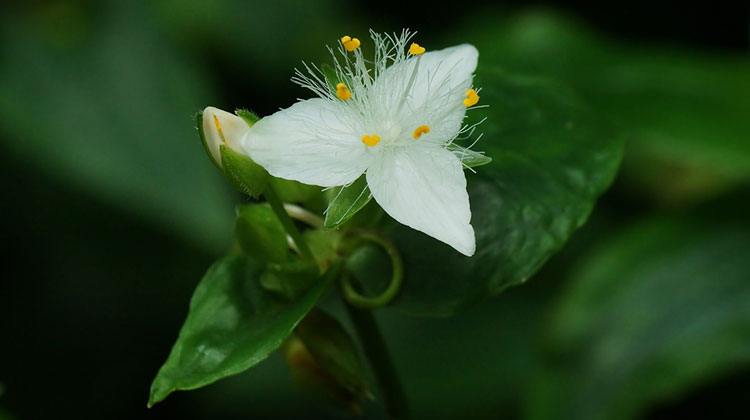 Tradescantia fluminensis