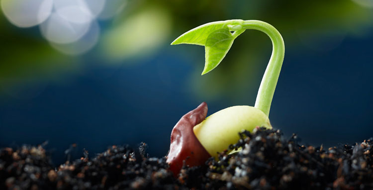 Best seedling mix