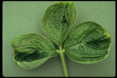 Calcium deficiency on new leaves.