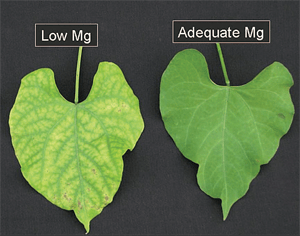 Magnesium deficiency symptoms.