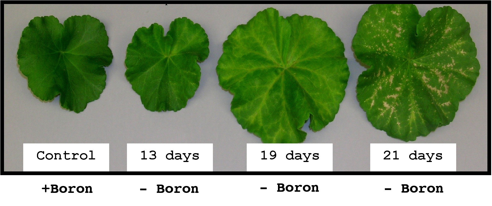 How boron deficiency affects a plant over time.