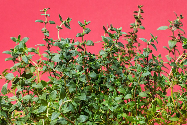 It's a great thyme to plant thyme.