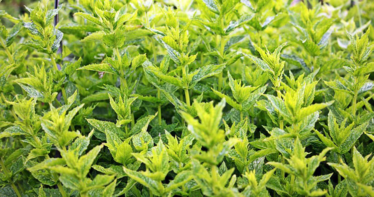 Peppermint is a great choice for a window planter
