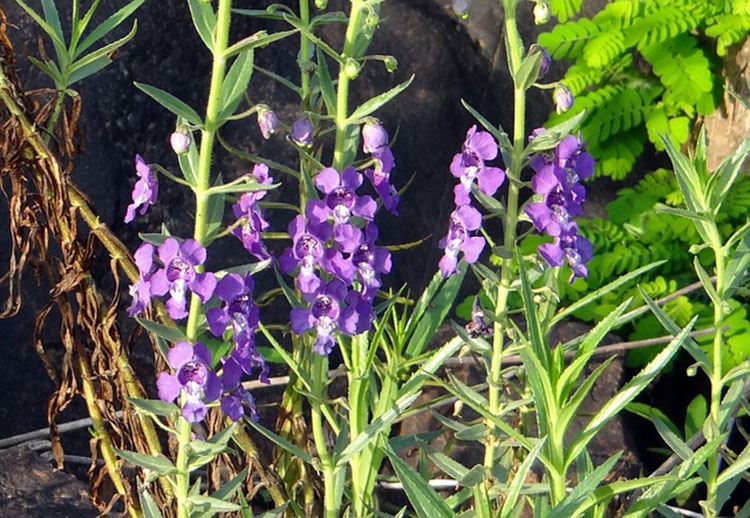 Narrowleaf Angelonia works well in window planters.