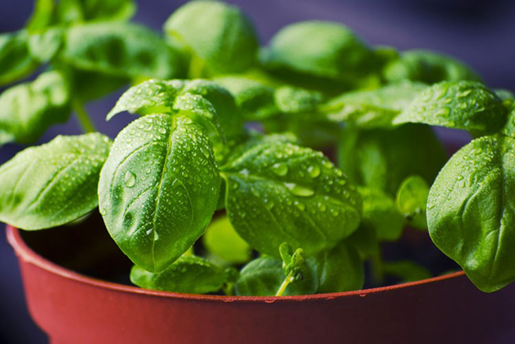 Basil is a classic window box herb.
