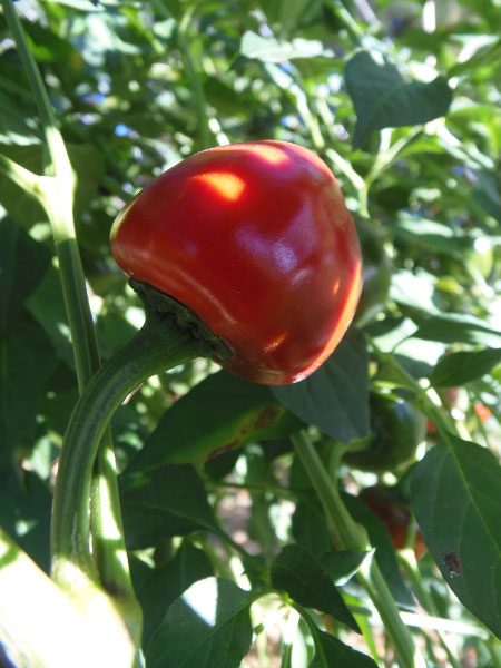 Cascabel