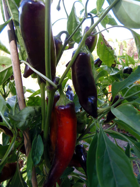 Tasmanian Black