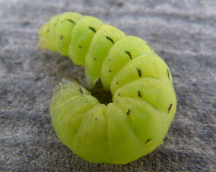 Cutworm